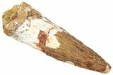 Fossil Spinosaurus Tooth - Real Dinosaur Tooth #322296-1